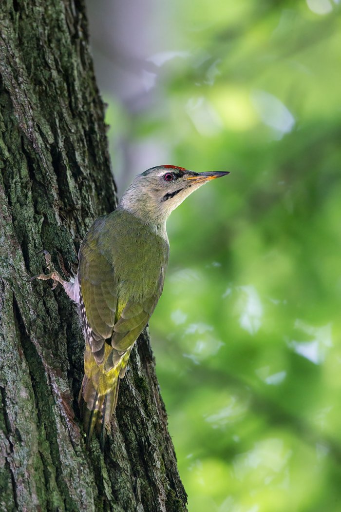 Grey Headed Woodpecker