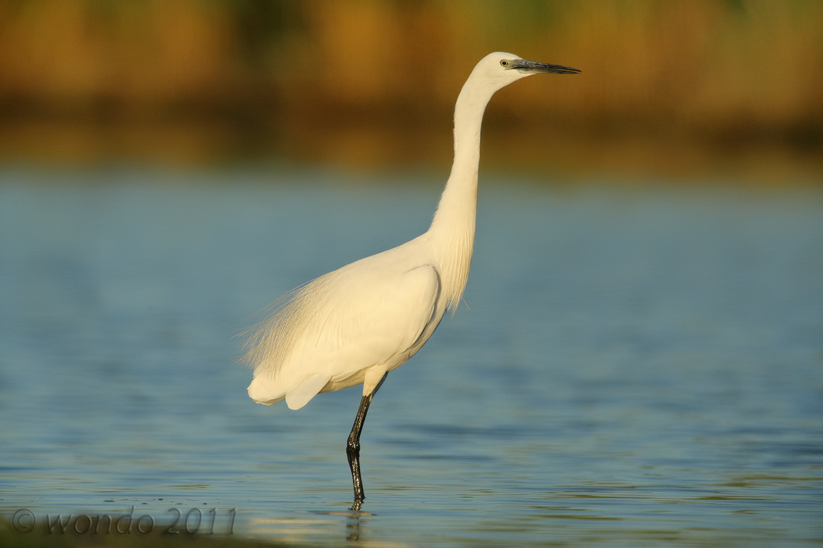 Egret Little Egret (Egretta garzetta)
