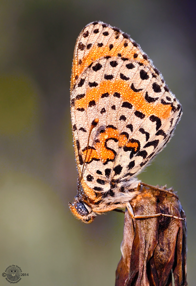 Perlage (Melitaea didyma)