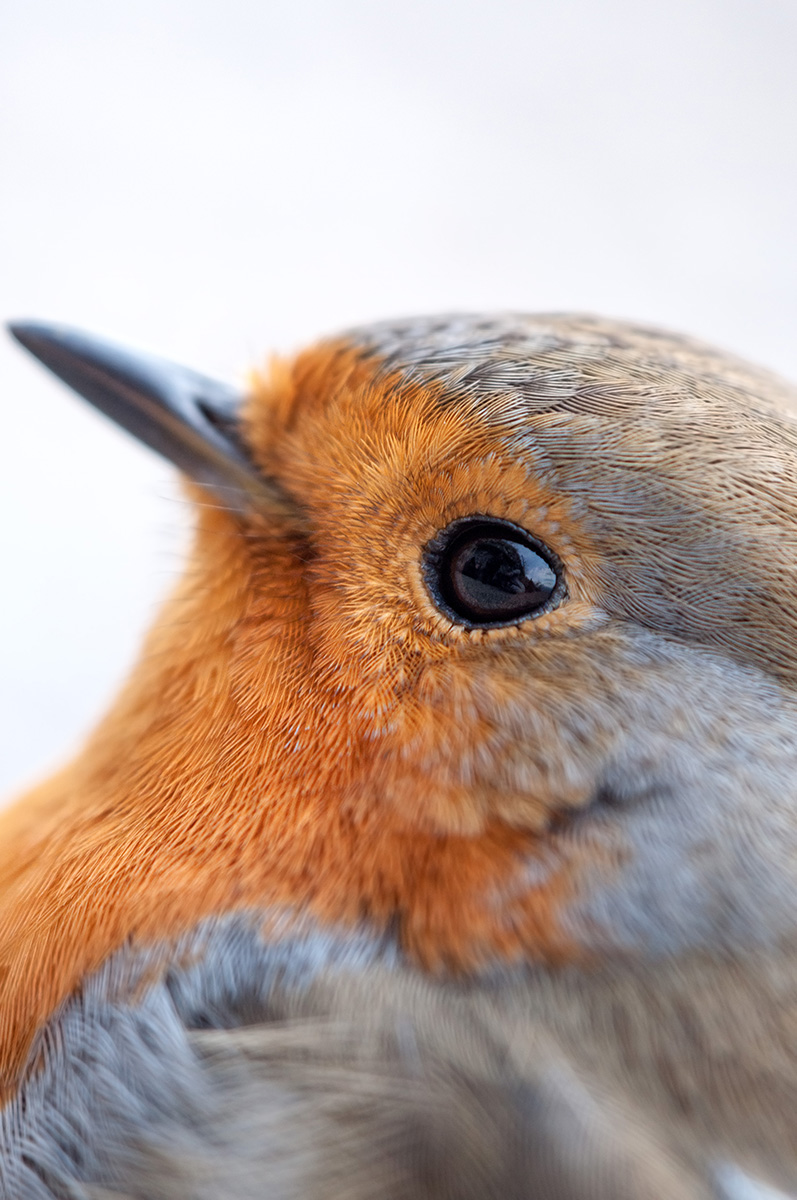 Reflections from Robin