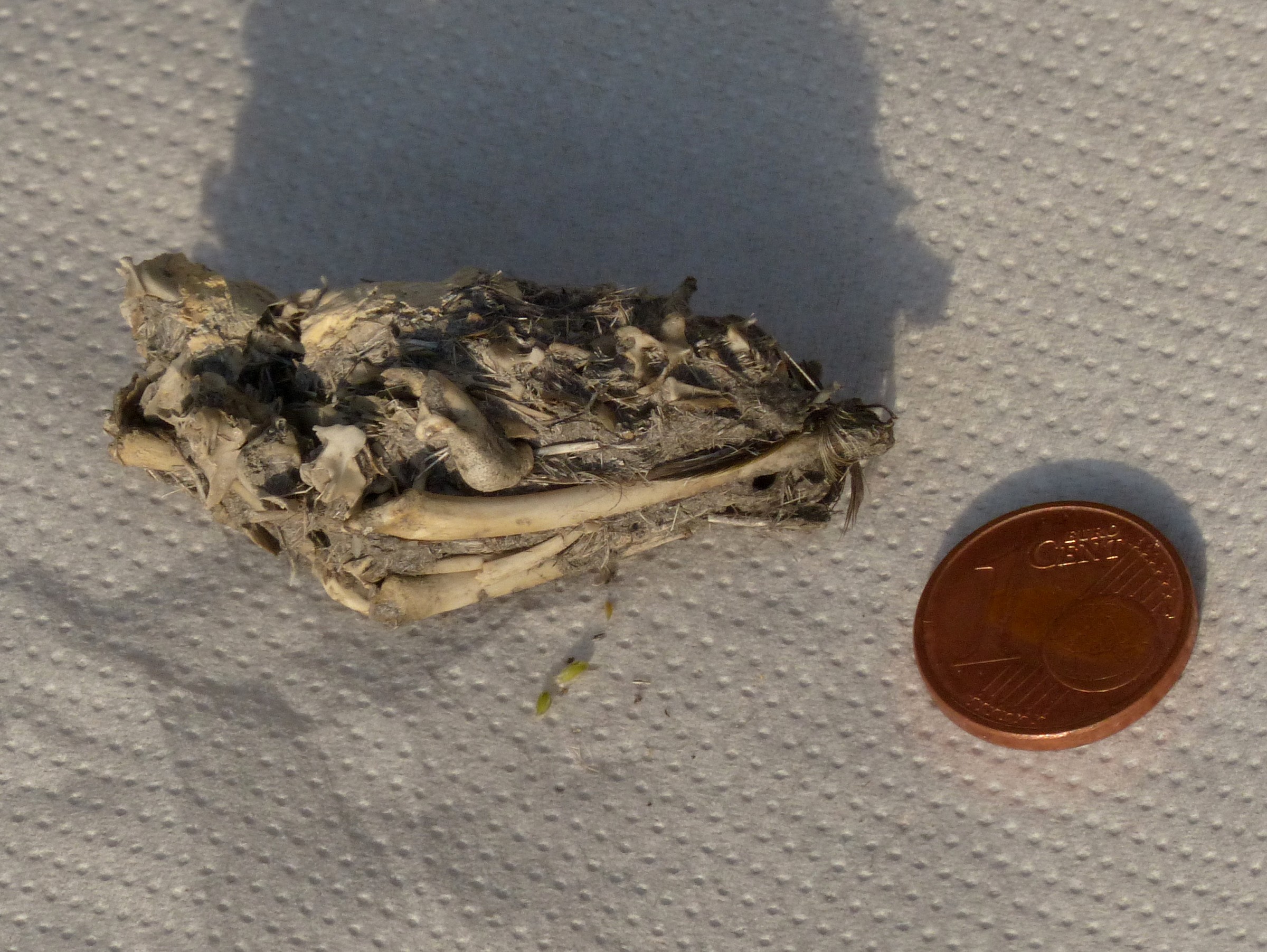 Wad of long-eared owl