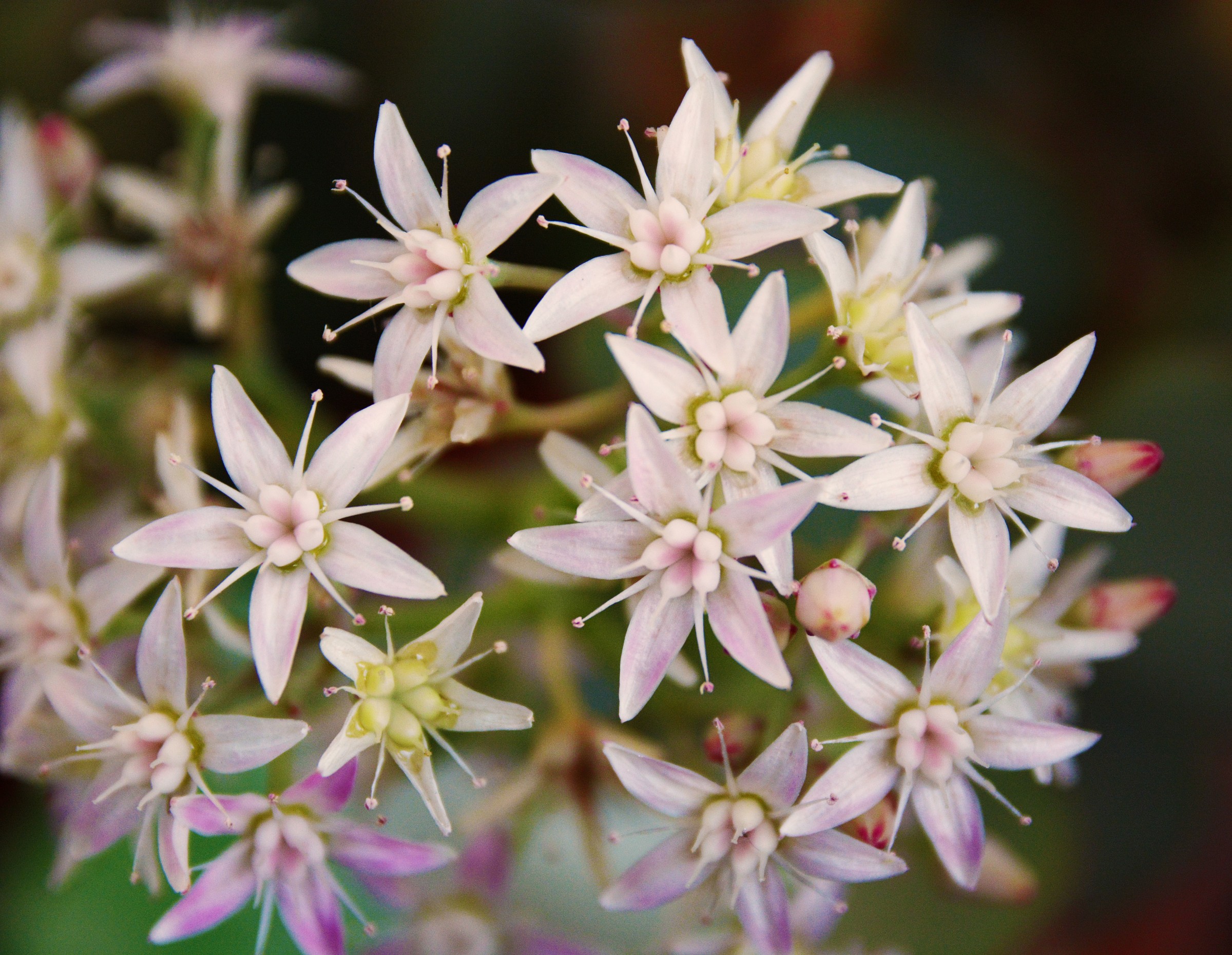 fiori di pianta grassa