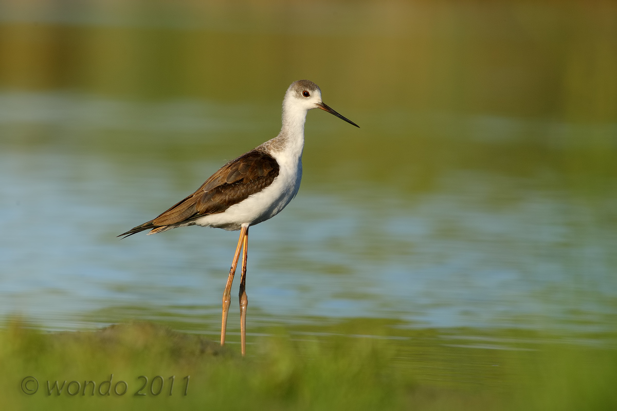 Himantopus himantopus(Cavaliere d'Italia)2