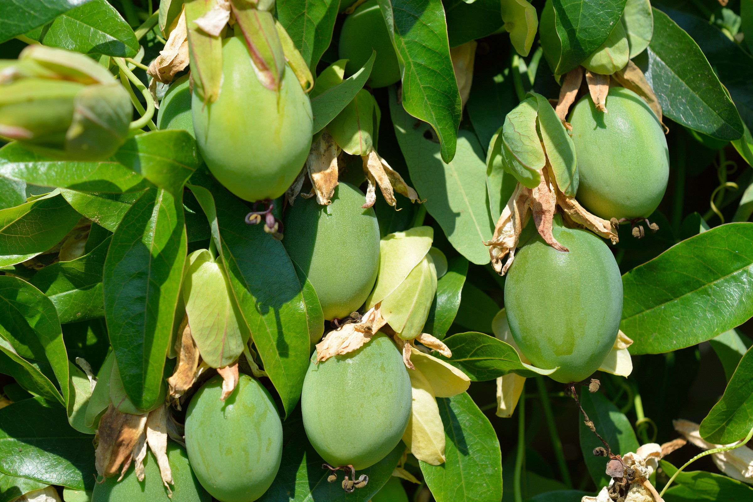 Frutto della Passione