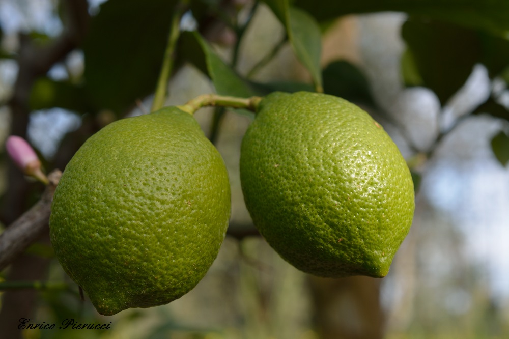Limoni