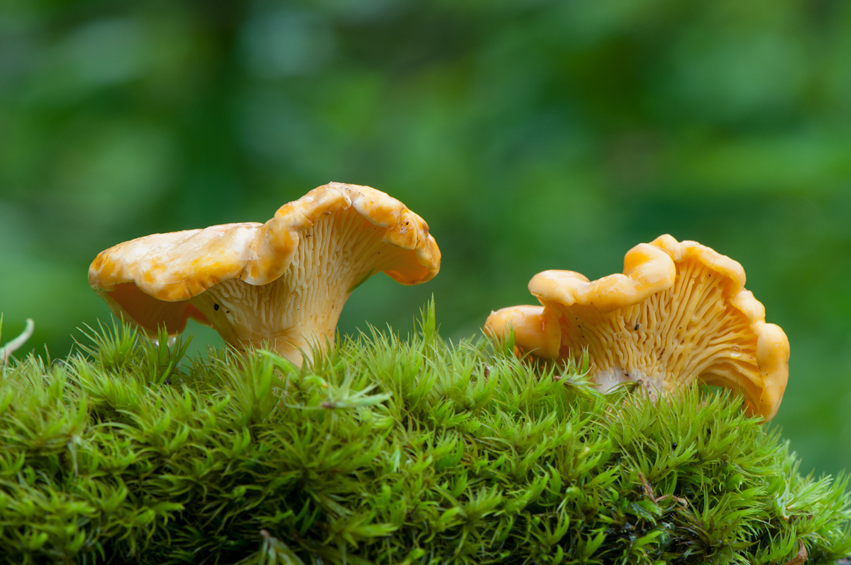 Chanterelle