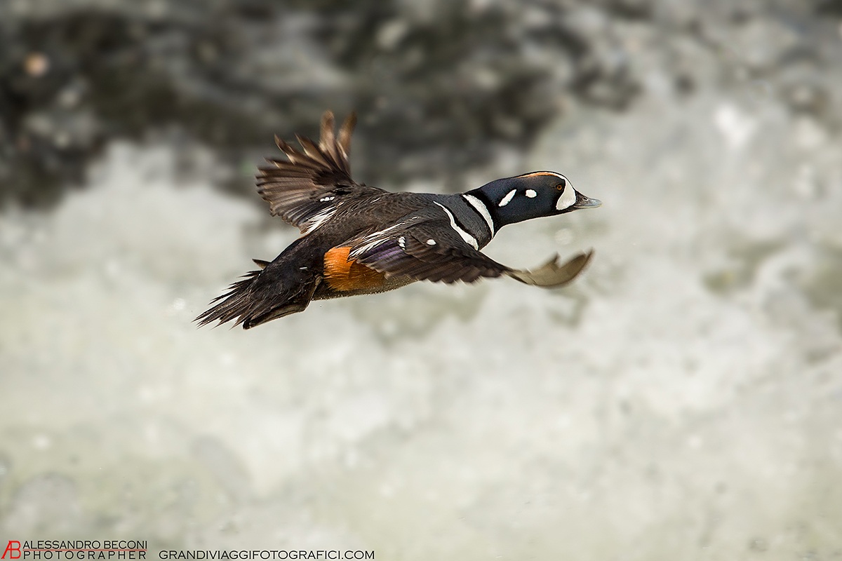 Harlequin duck