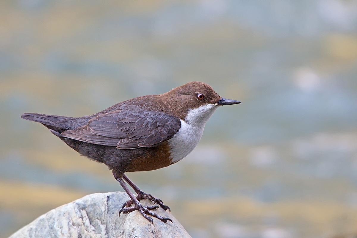 Dipper (Cinclus cinclus)