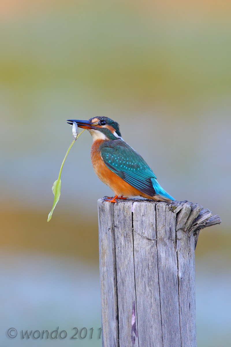 Alcedo atthis (Kingfisher)