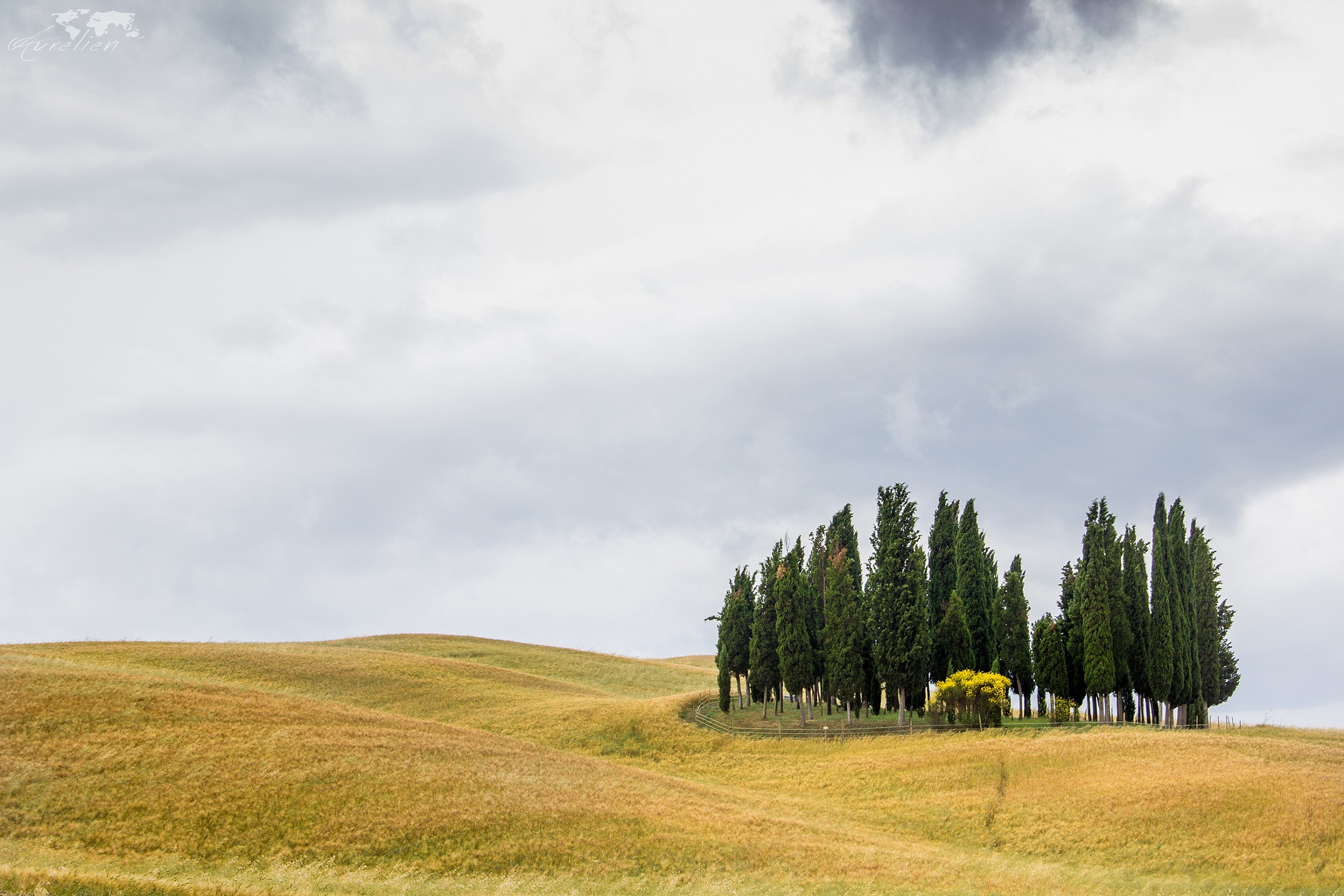 cypress trees in the Val d'Orcia