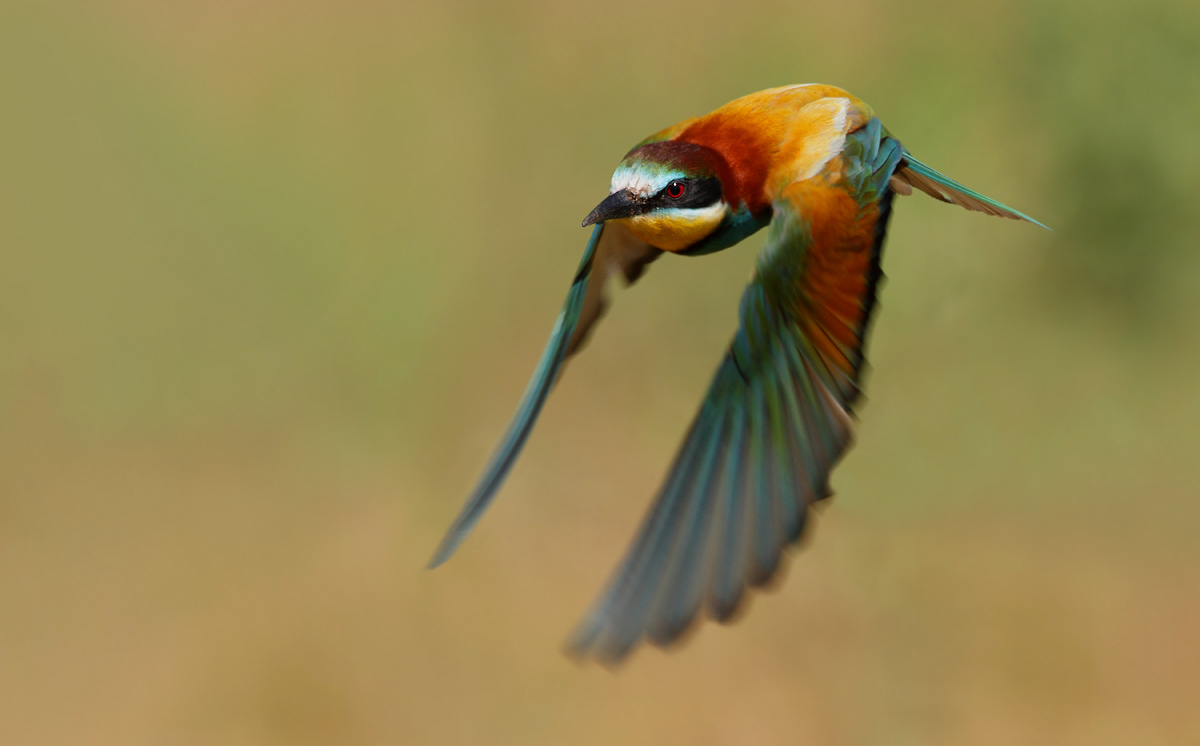 bee-eater