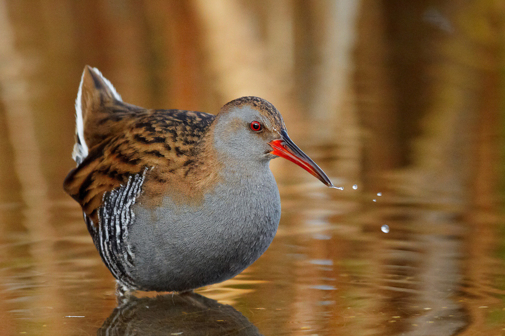 Water Rail