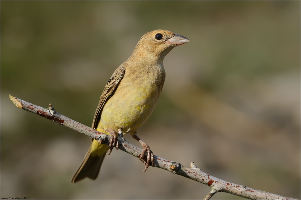 Black-headed Bunting ...
