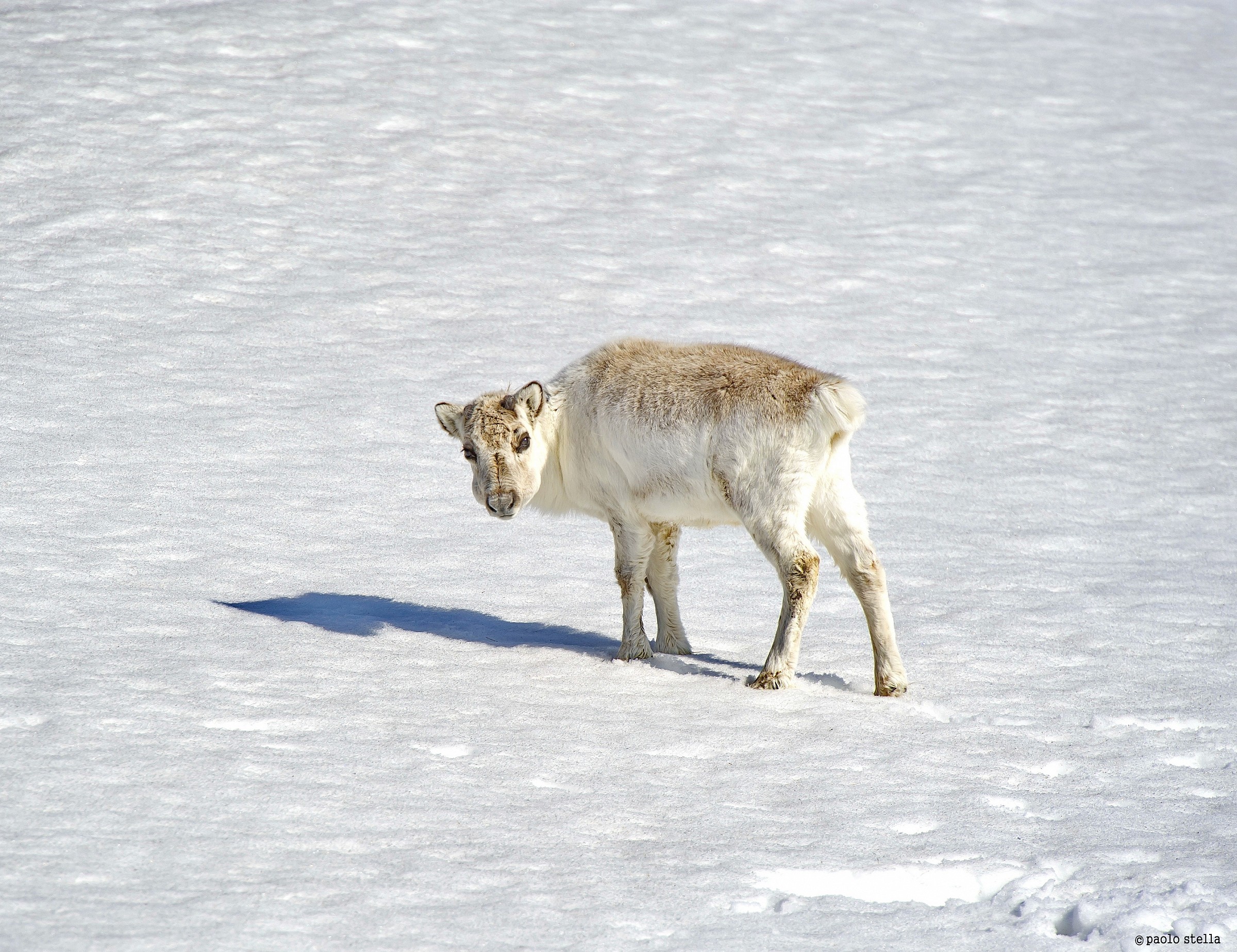 Baby Reindeer (Rangifer tarandus)