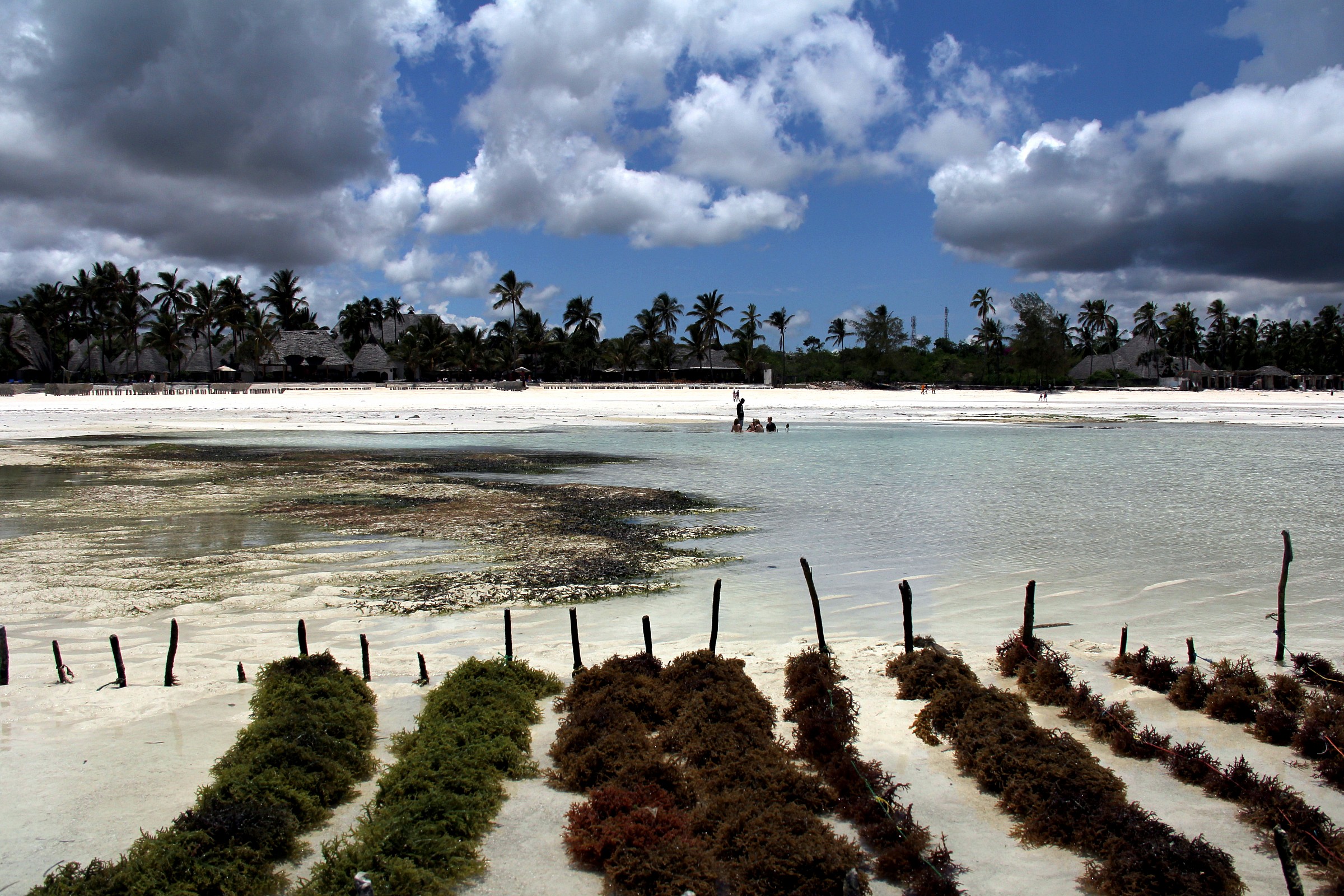Cultivation of algae