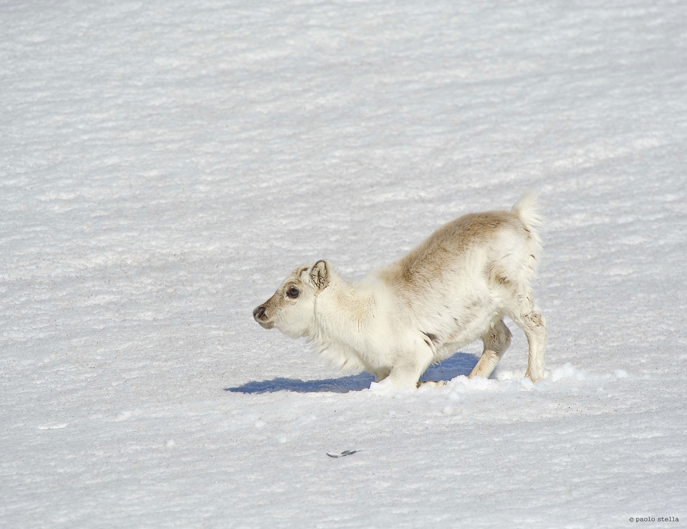 Reindeer at Alkehornet