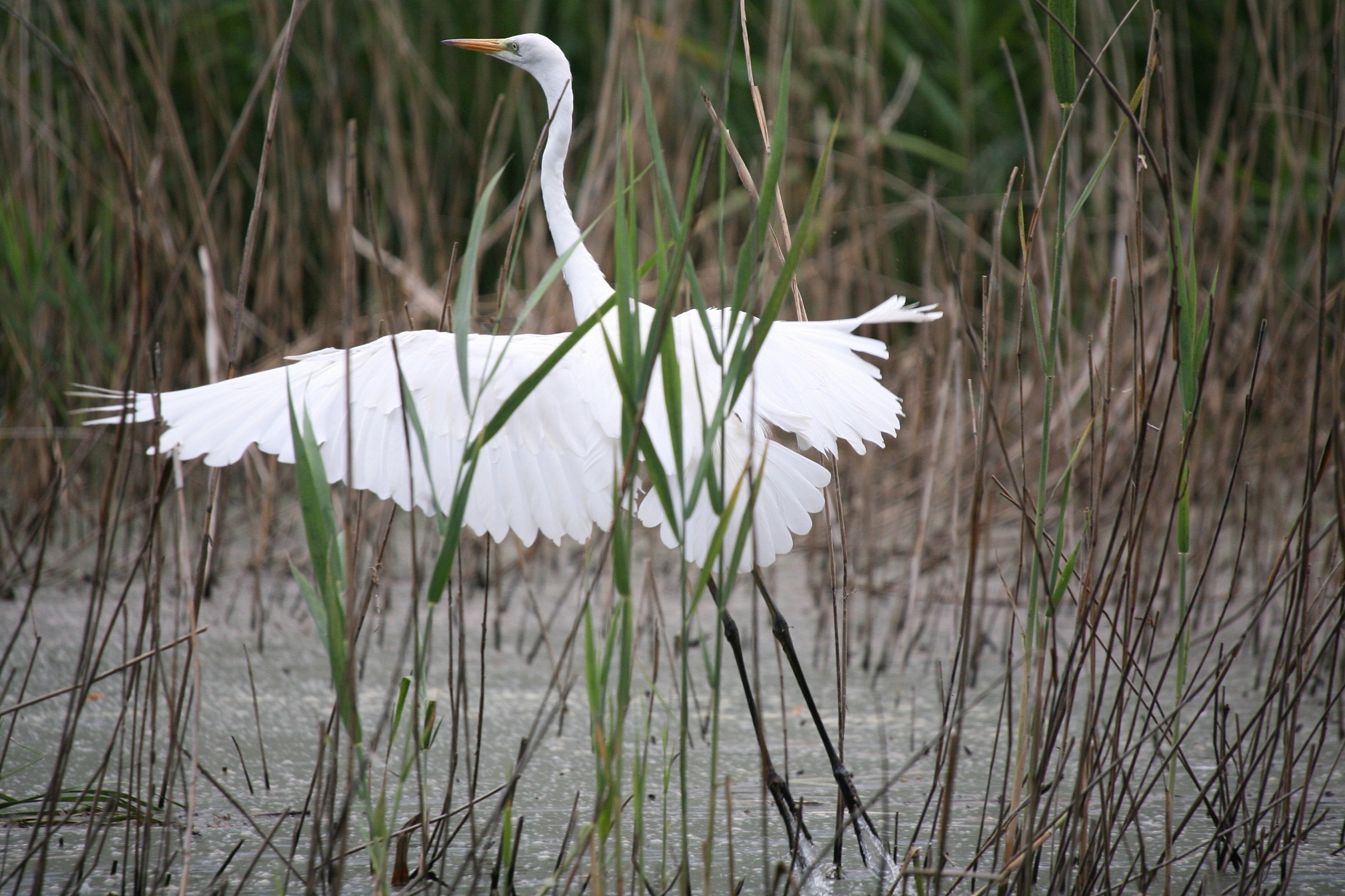 white heron