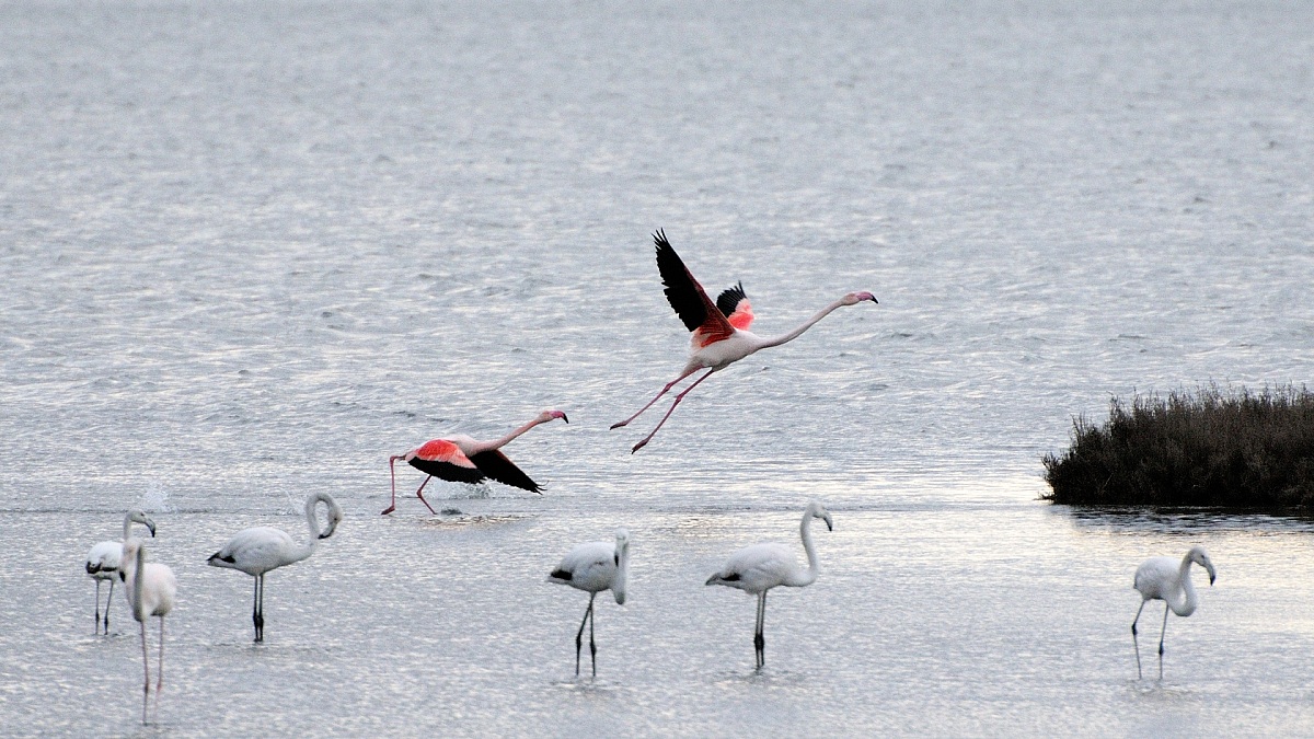 Phoenicopterus roseus