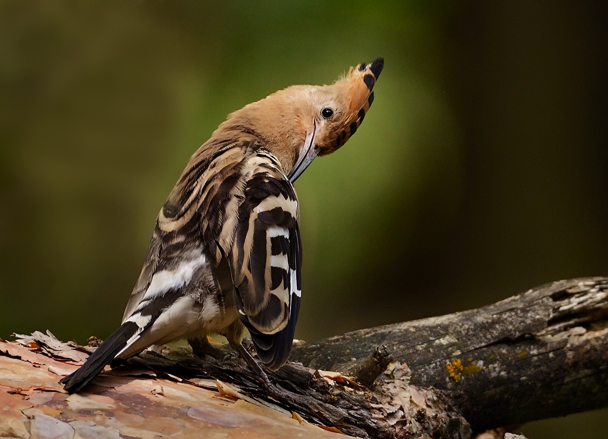 Young hoopoe