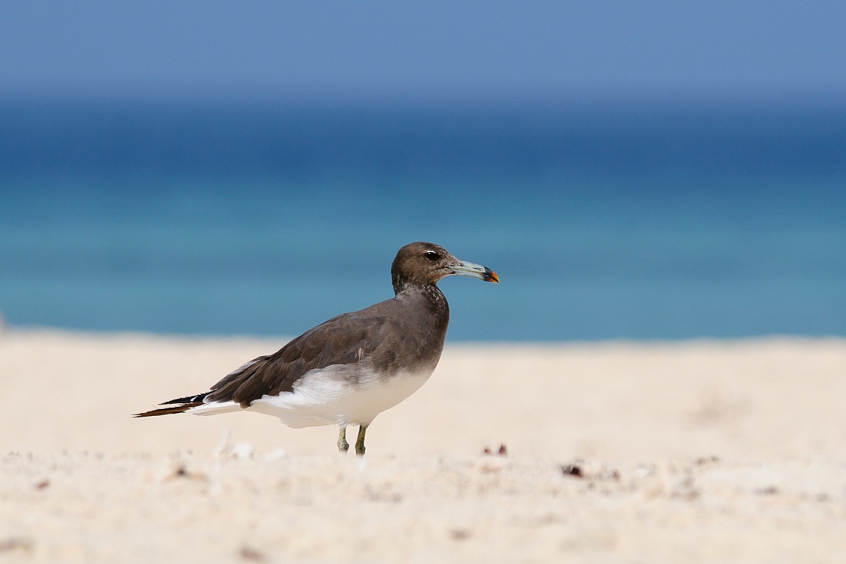 Ichthyaetus hemprichii