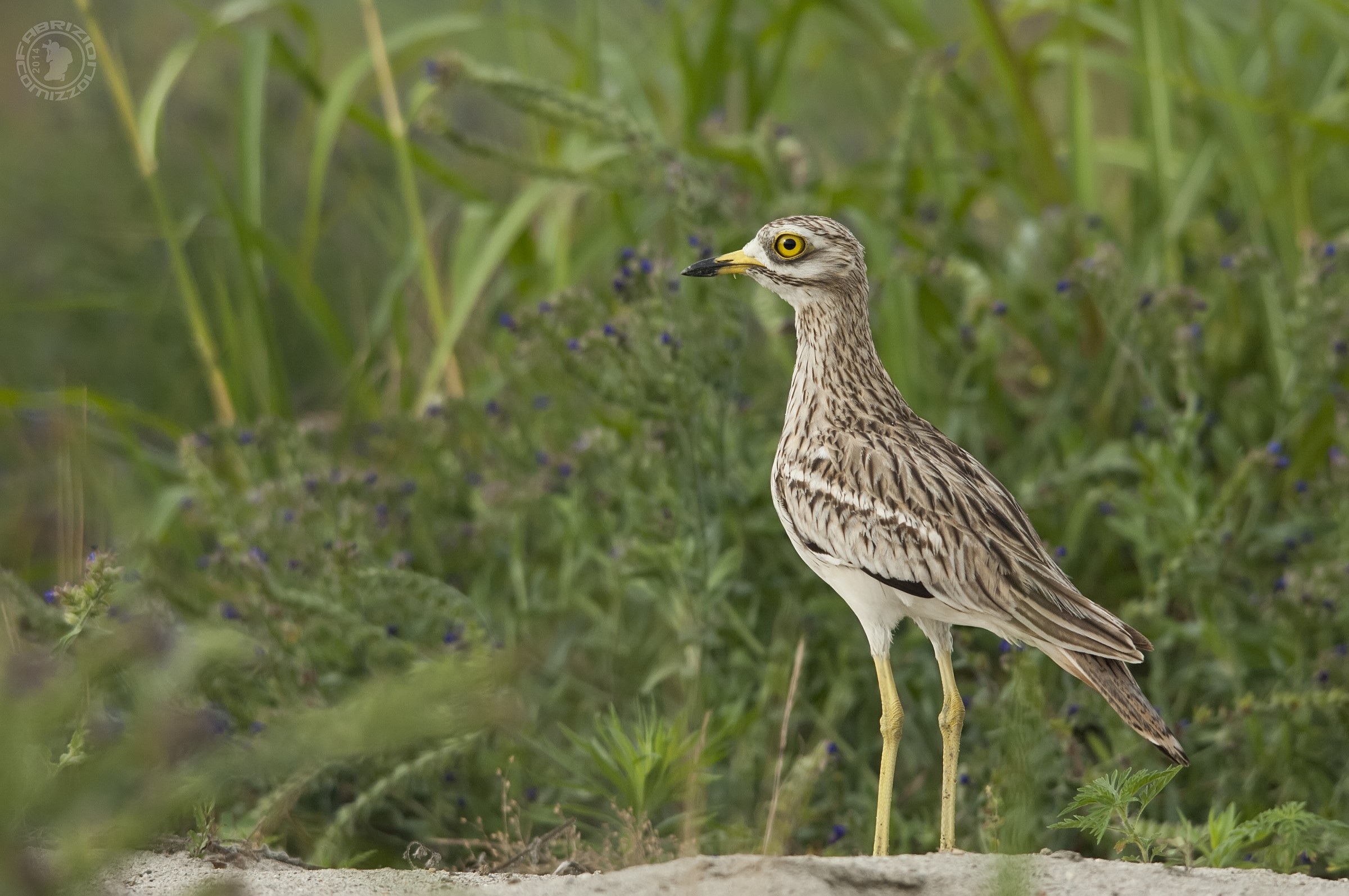 Eye-Burhinus oedicnemus