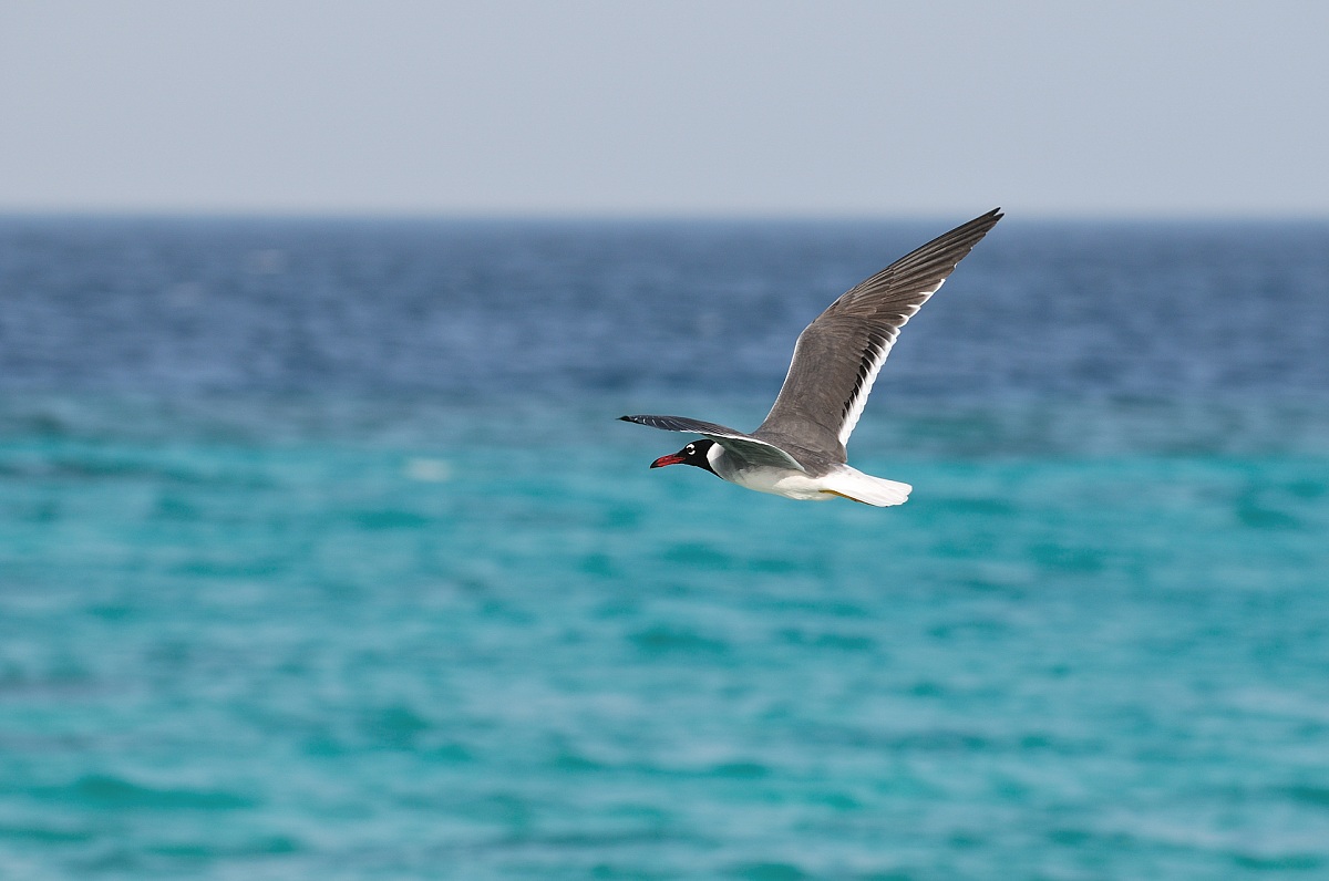 Ichthyaetus leucophthalmus