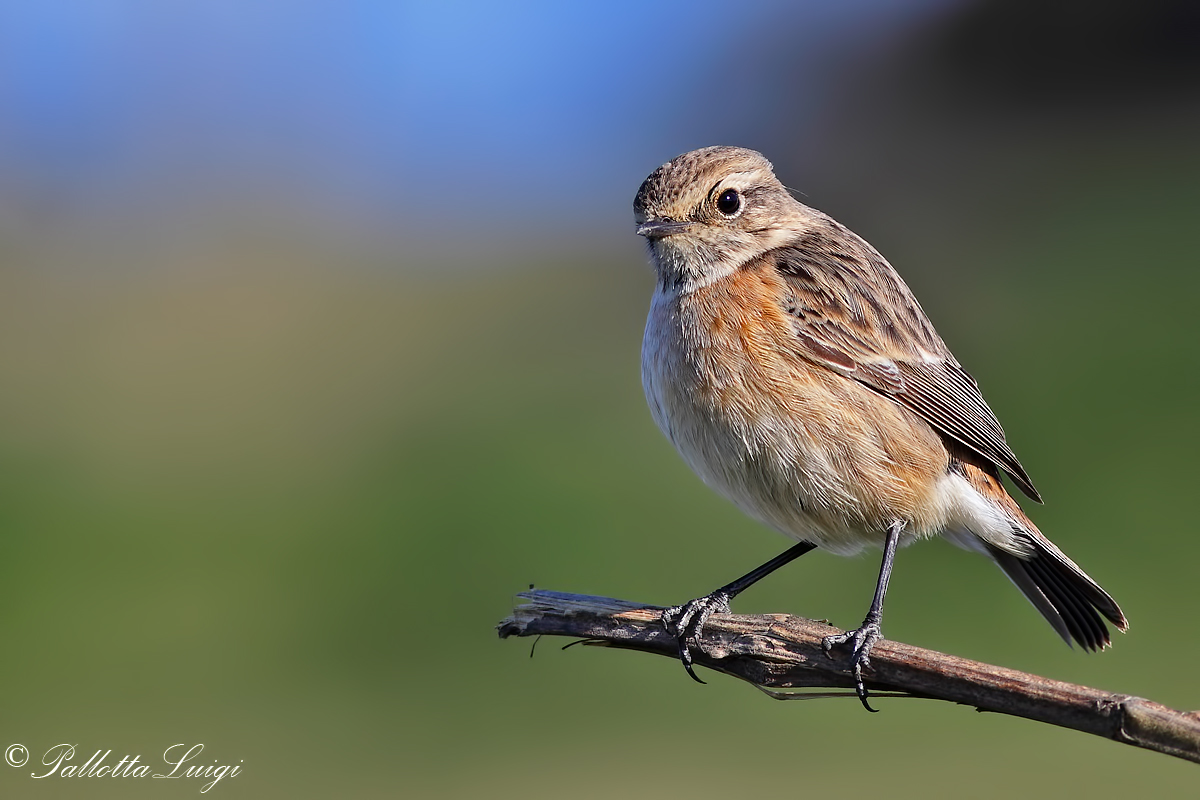 Stonechat (Saxicola torquata)