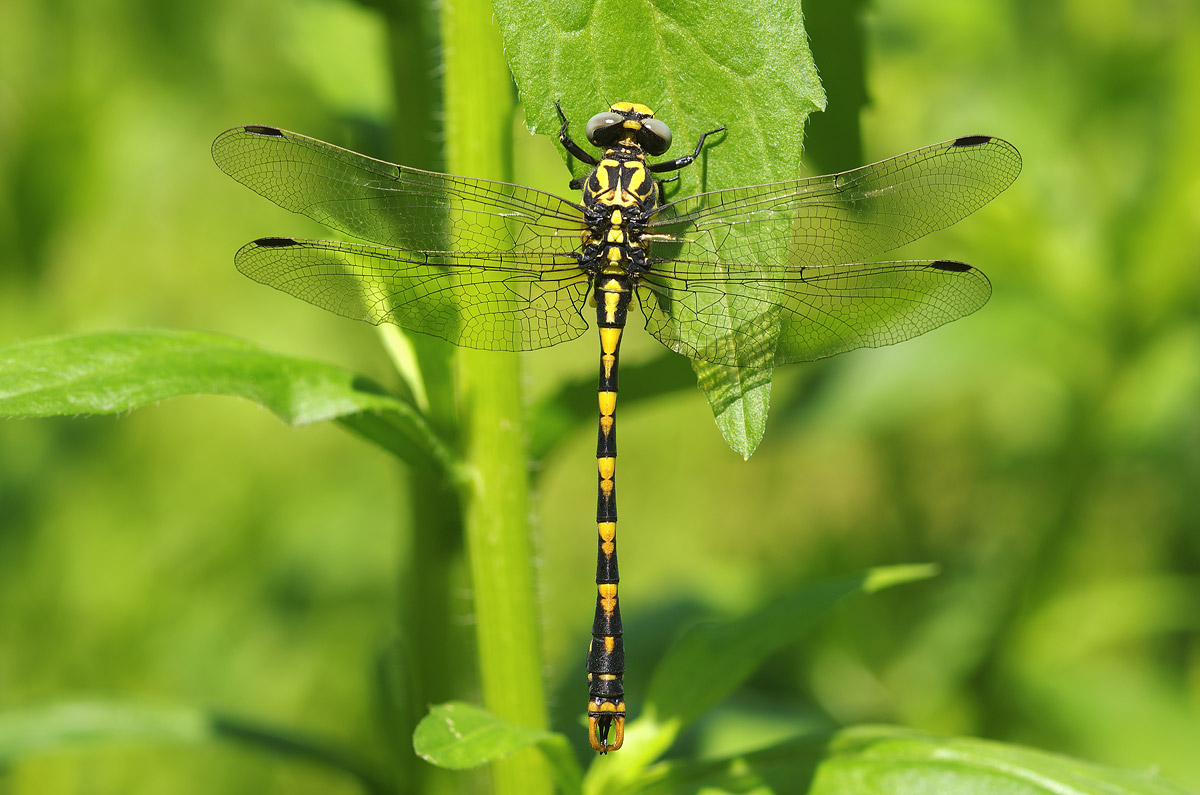 Onychogomphus uncatus