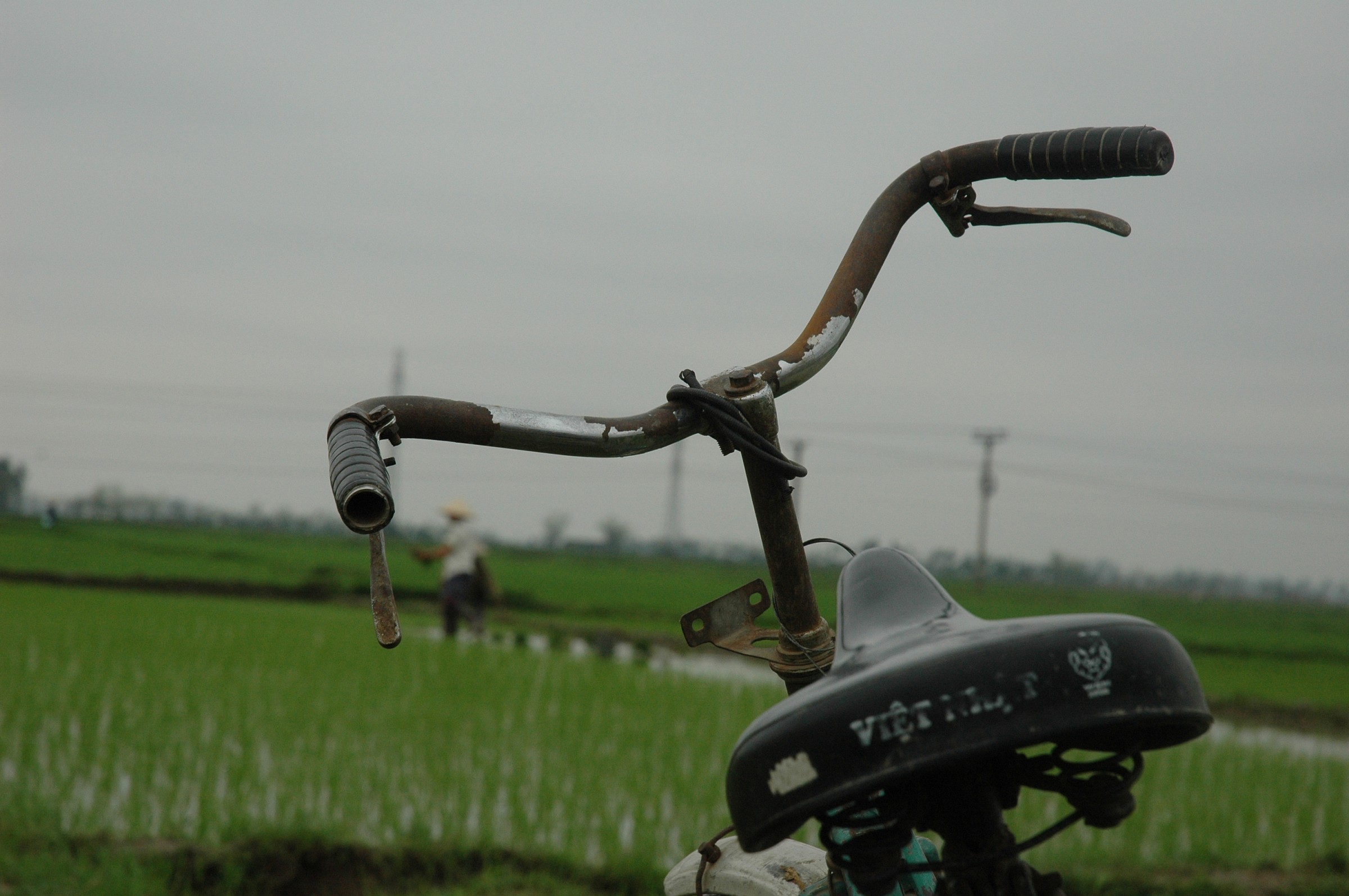 Rice paddies of Vietnam