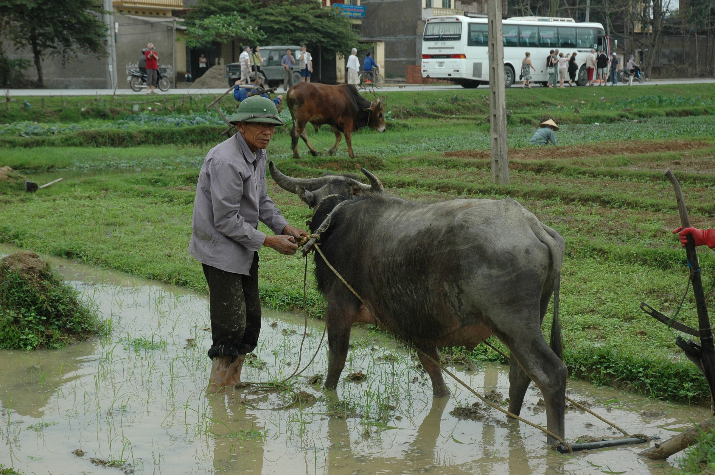Rice paddies of Vietnam