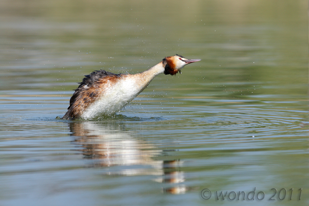 Podiceps cristatus (great crested grebe) 2