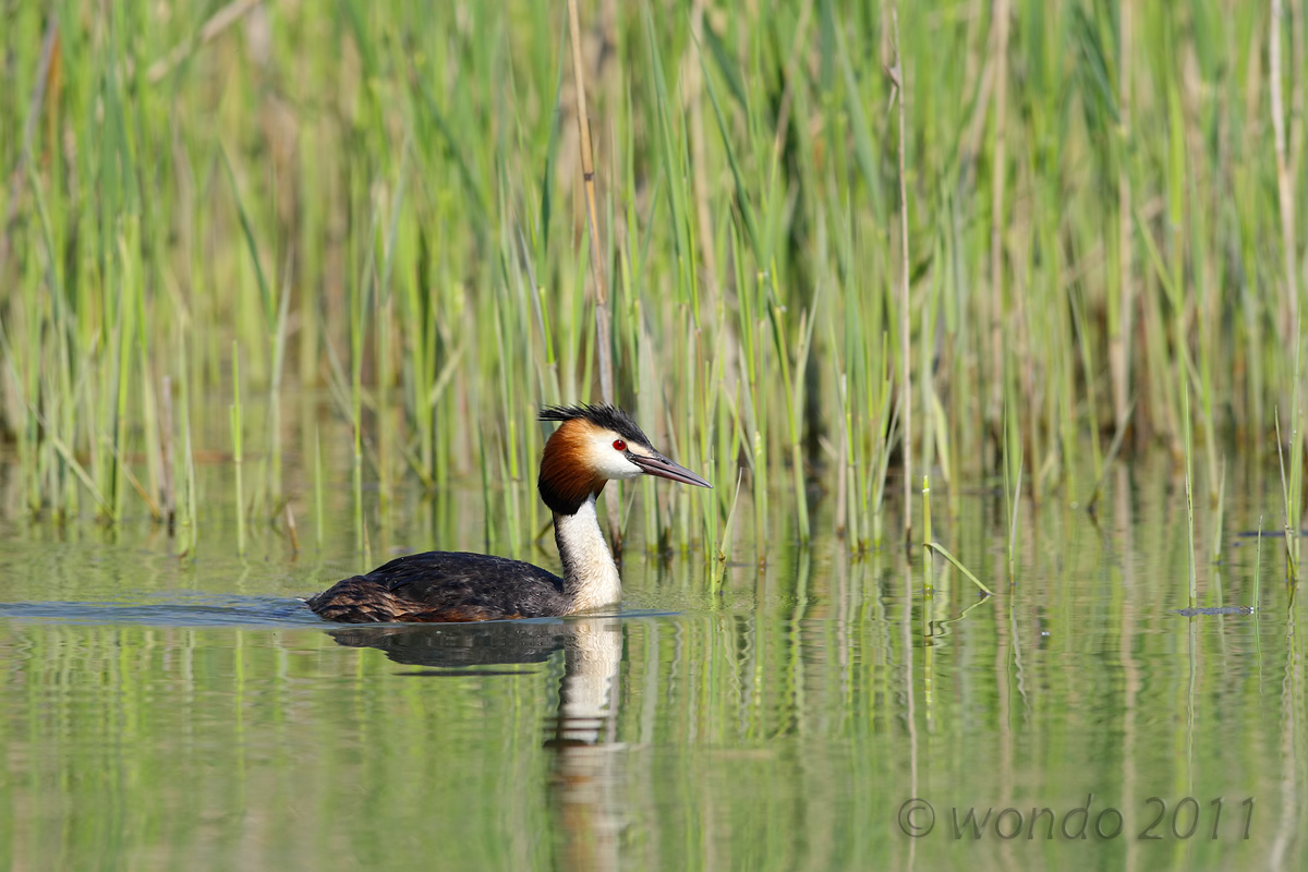 Podiceps cristatus (great crested grebe) 1