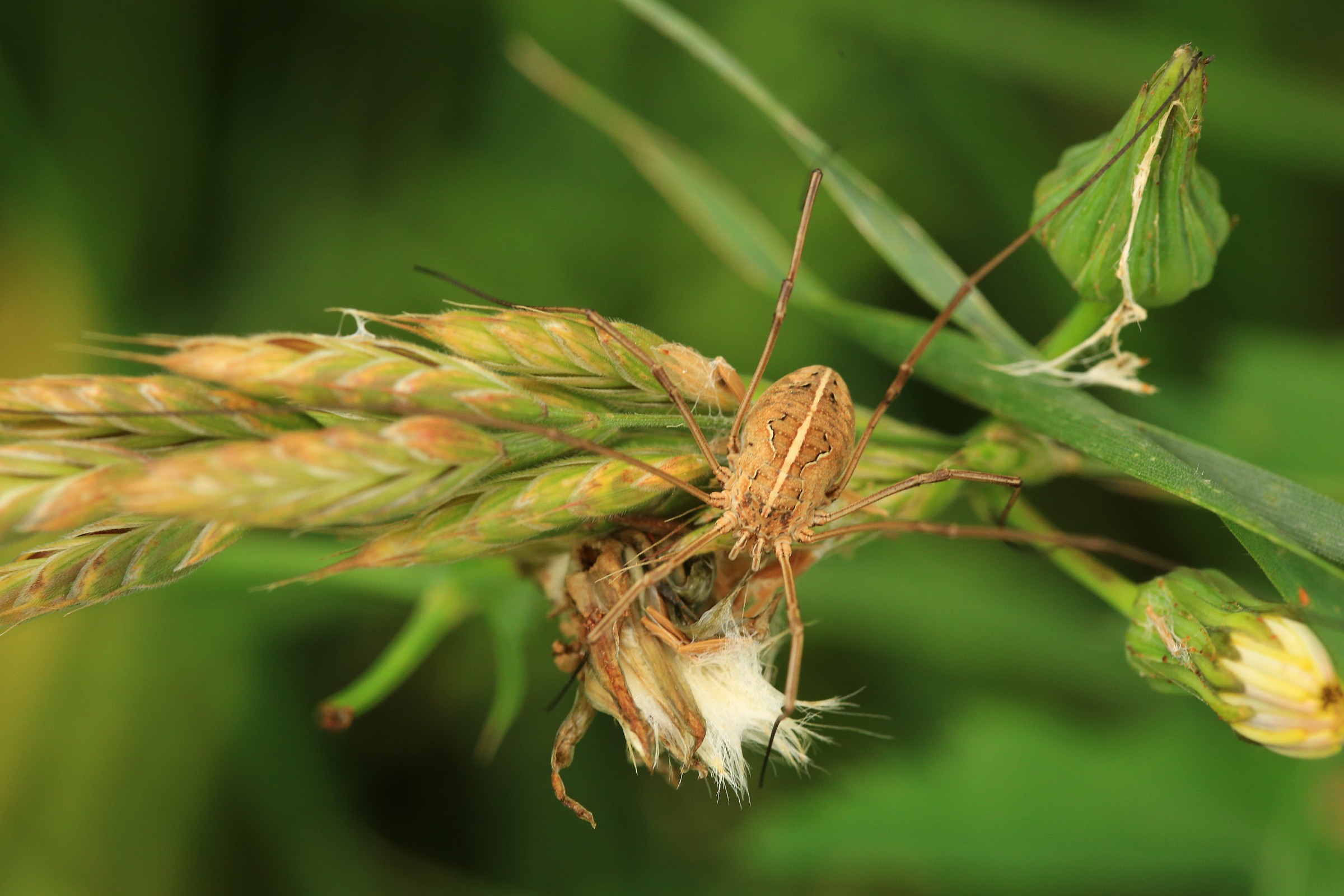 Basta donne...solo macro.