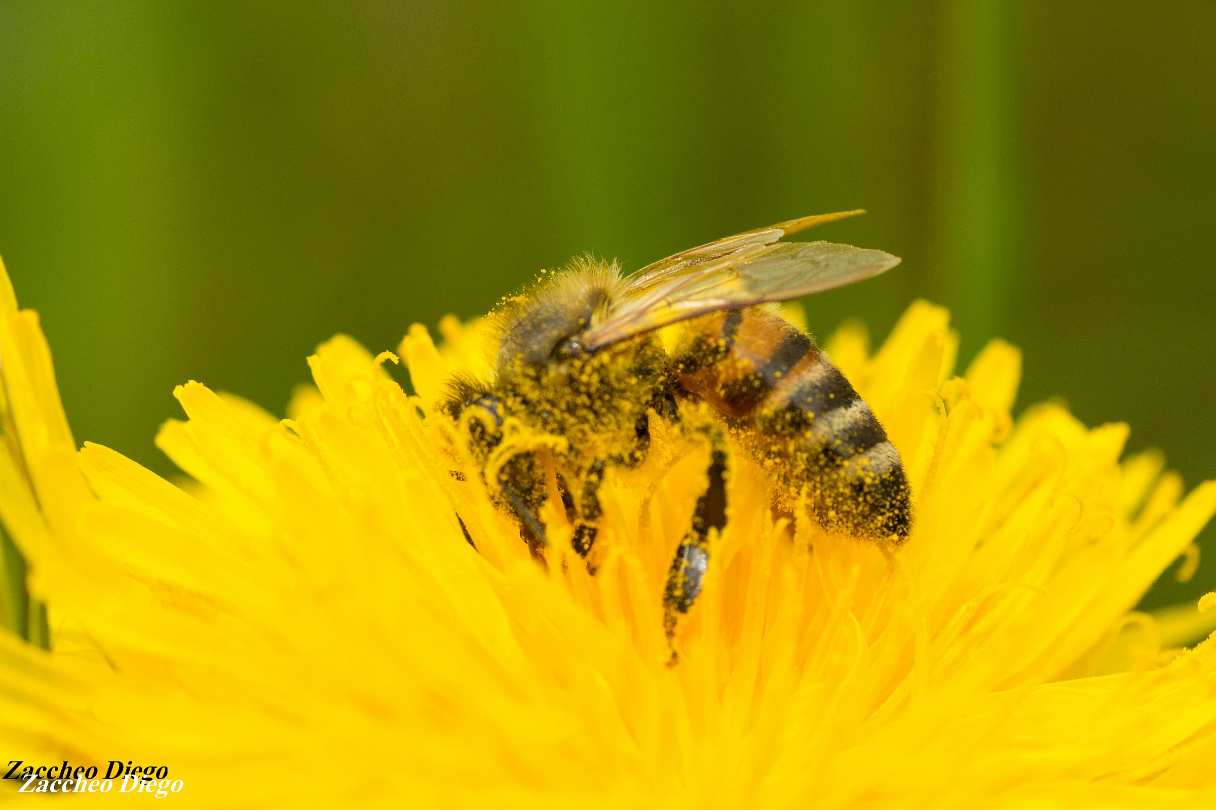 Anche il piccolo da grandi soddisfazioni!
