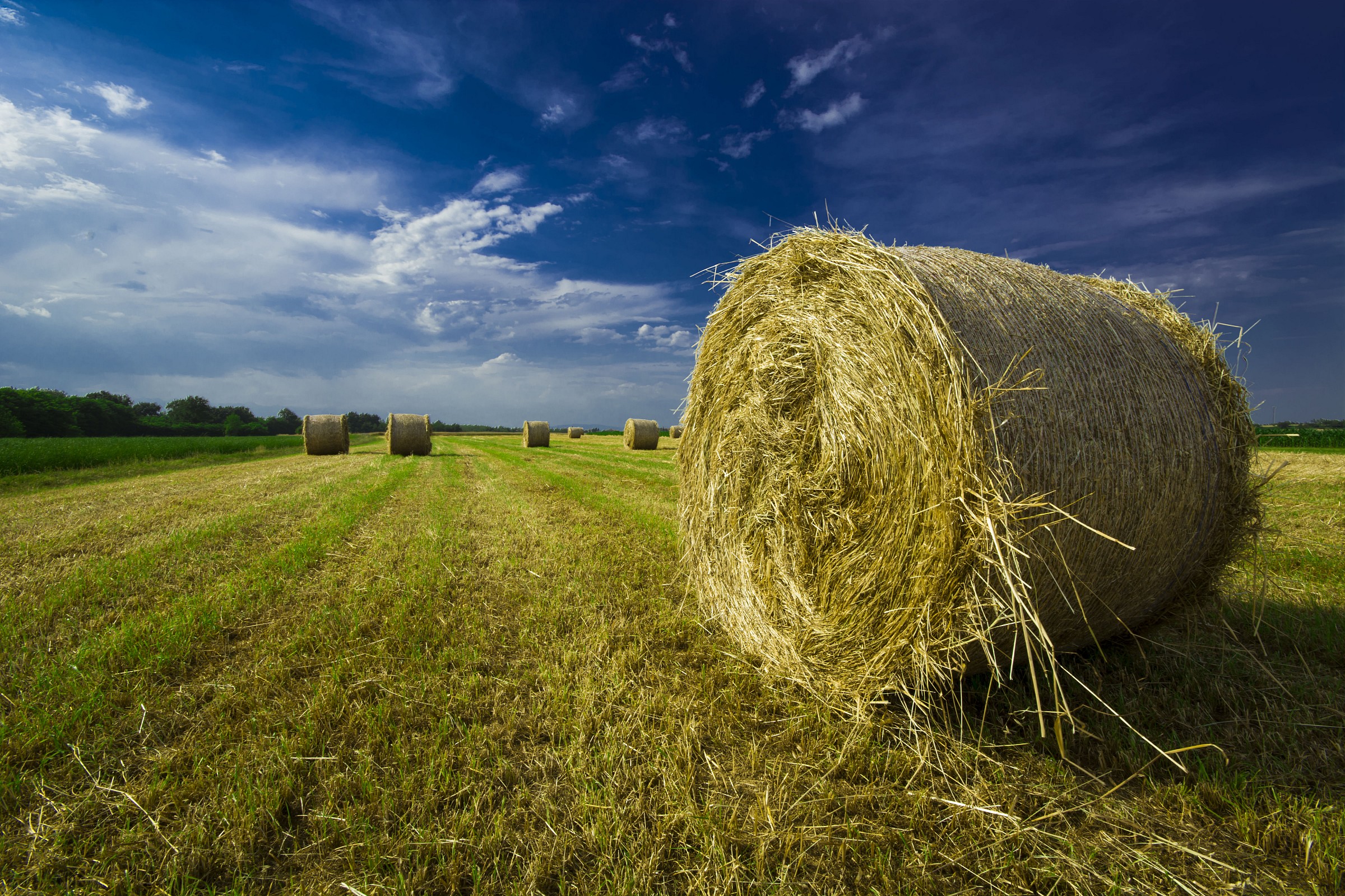 nei prati di Ceresole d'Alba