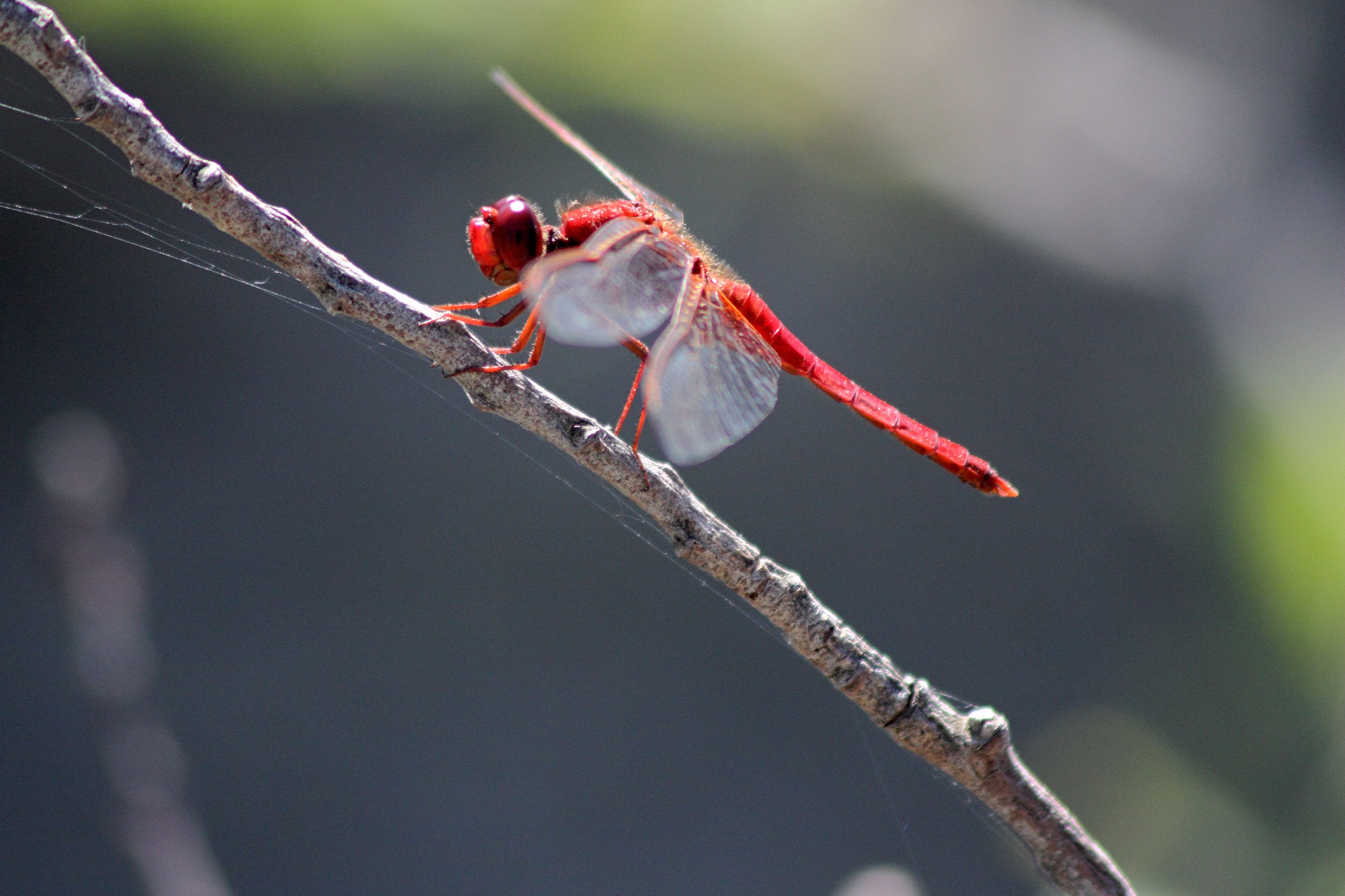 Libellula