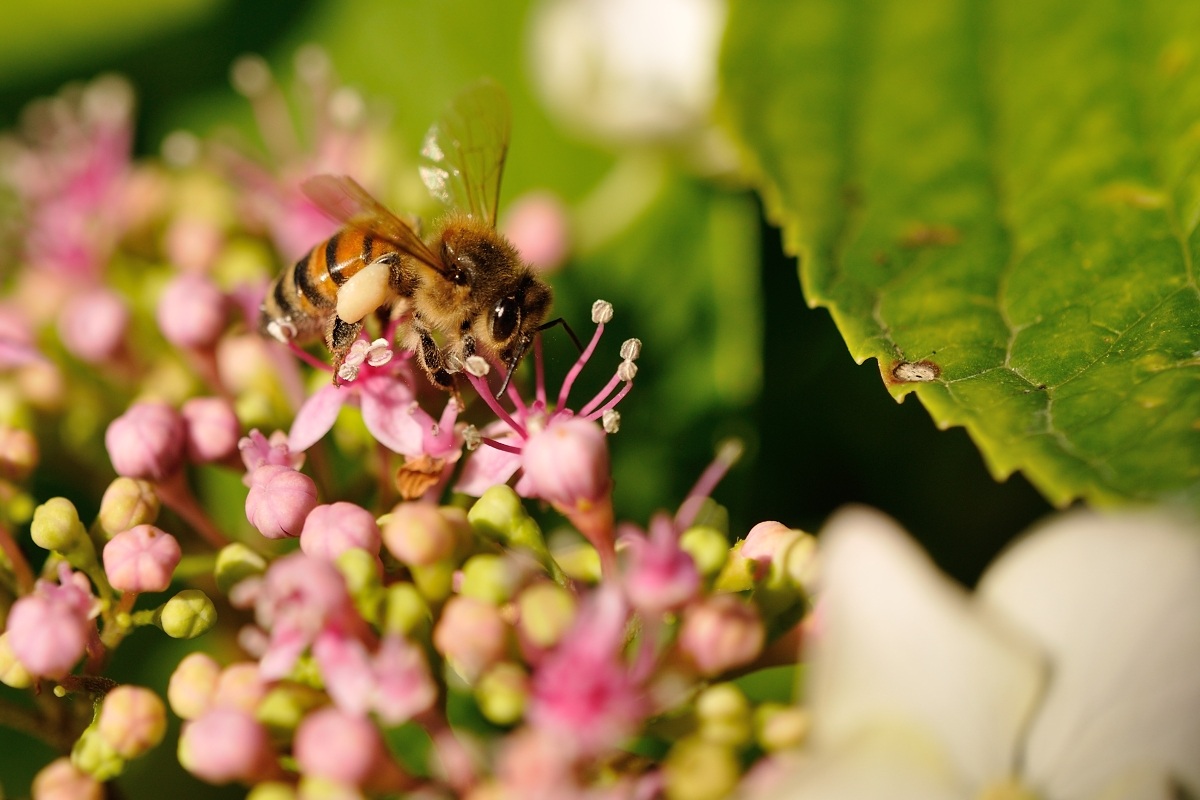 piena di polline di buon mattino