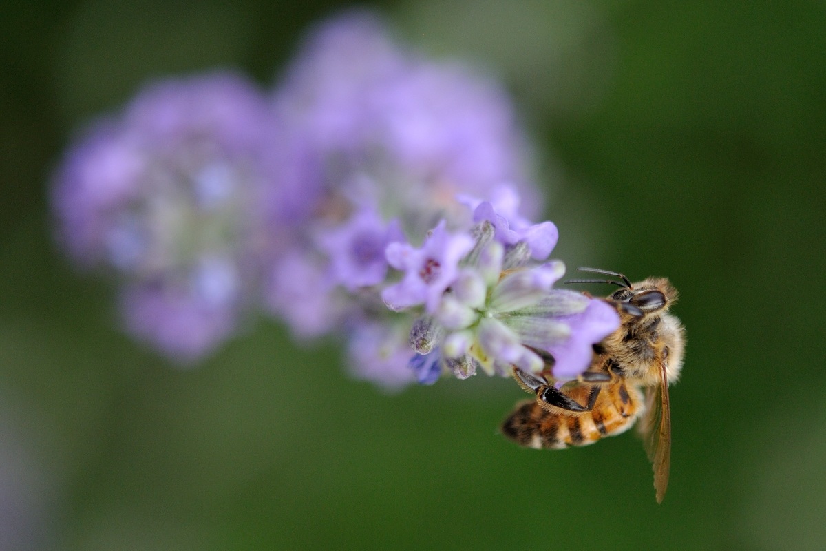 minima profondità di campo