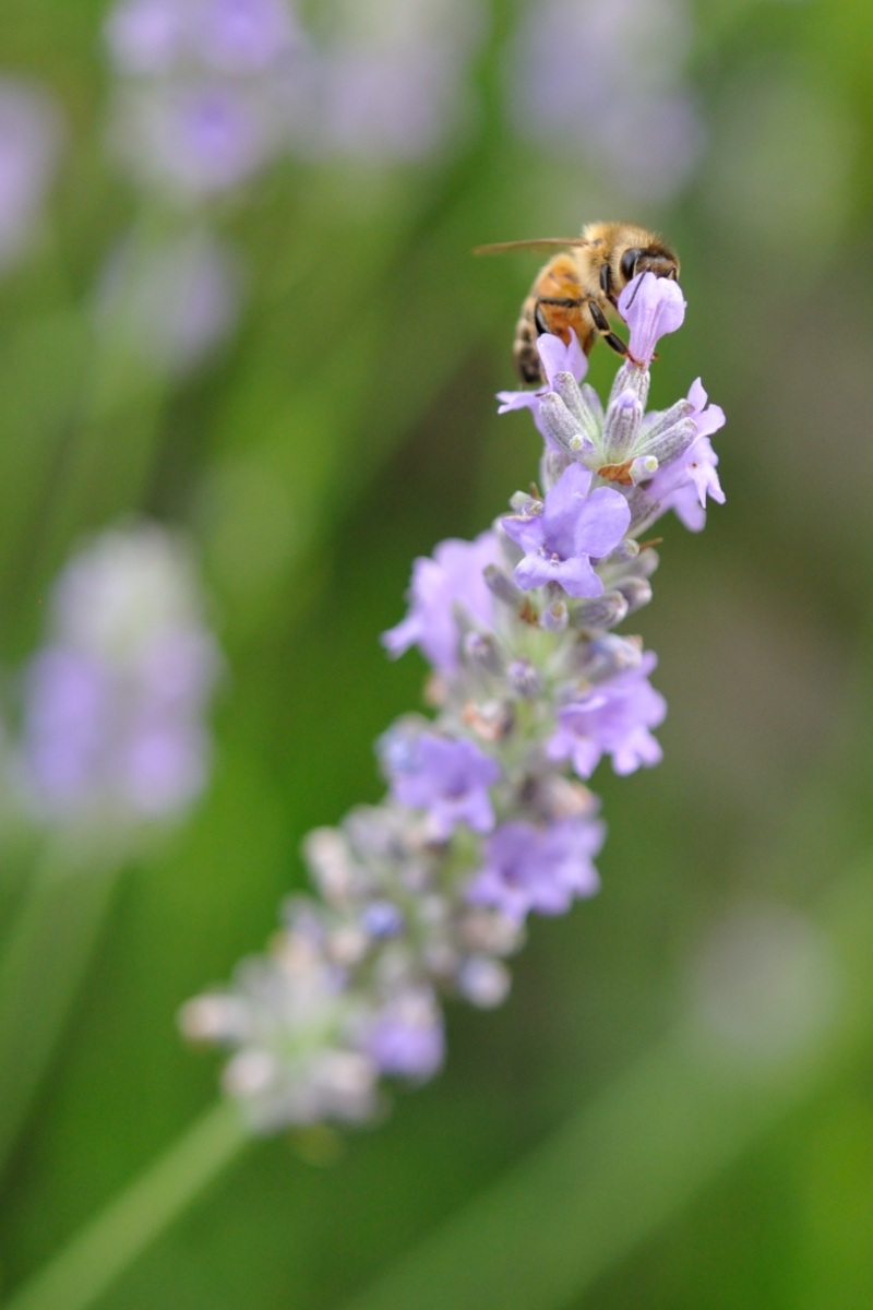 mi scolo la lavanda tutta d'un fiato