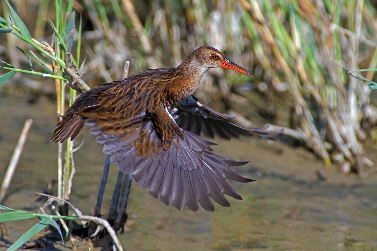 Porciglione - involo