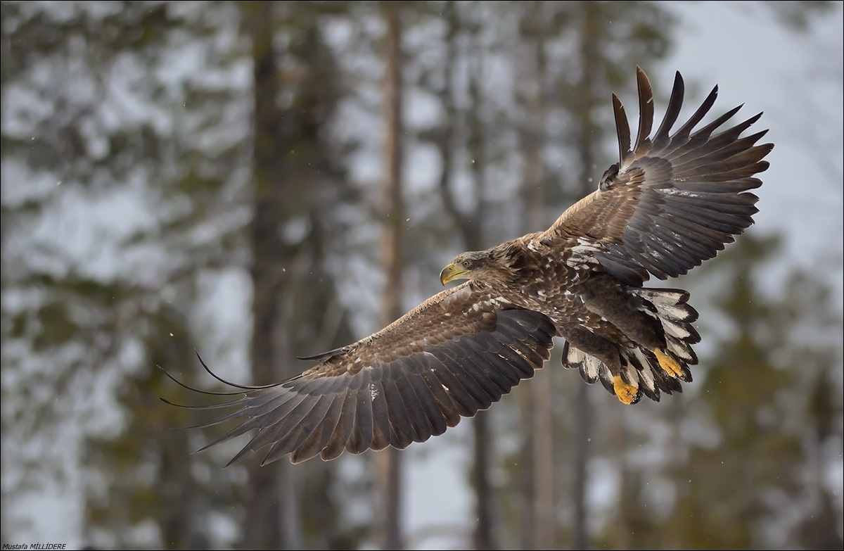 White-tailed Eagle ...