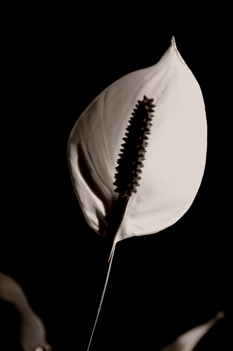 spathiphyllum