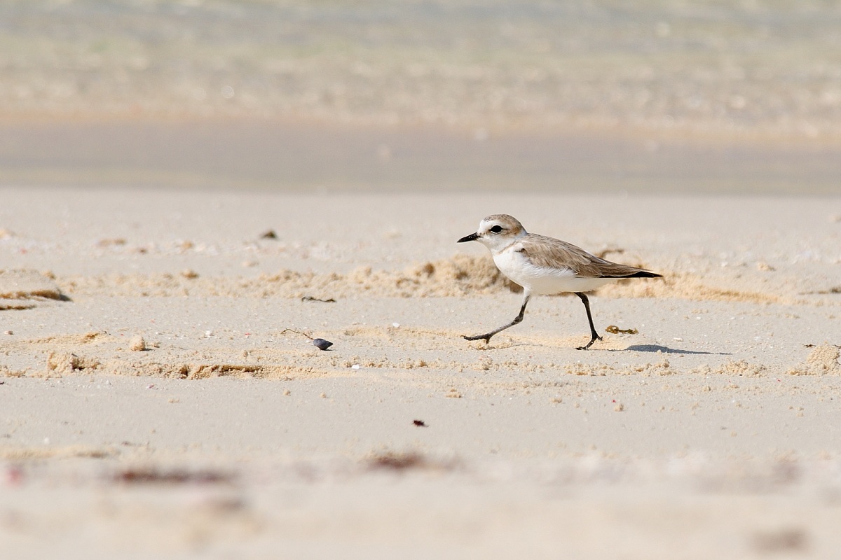 Charadrius alexandrinus