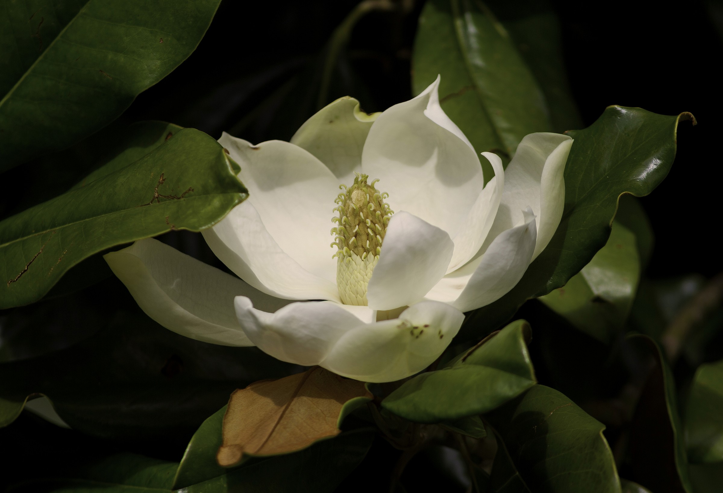 Magnolia