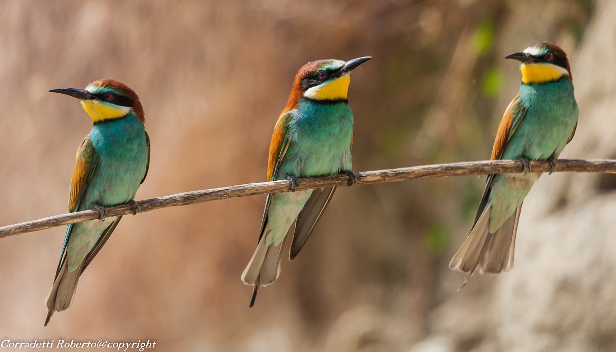 bee-eaters
