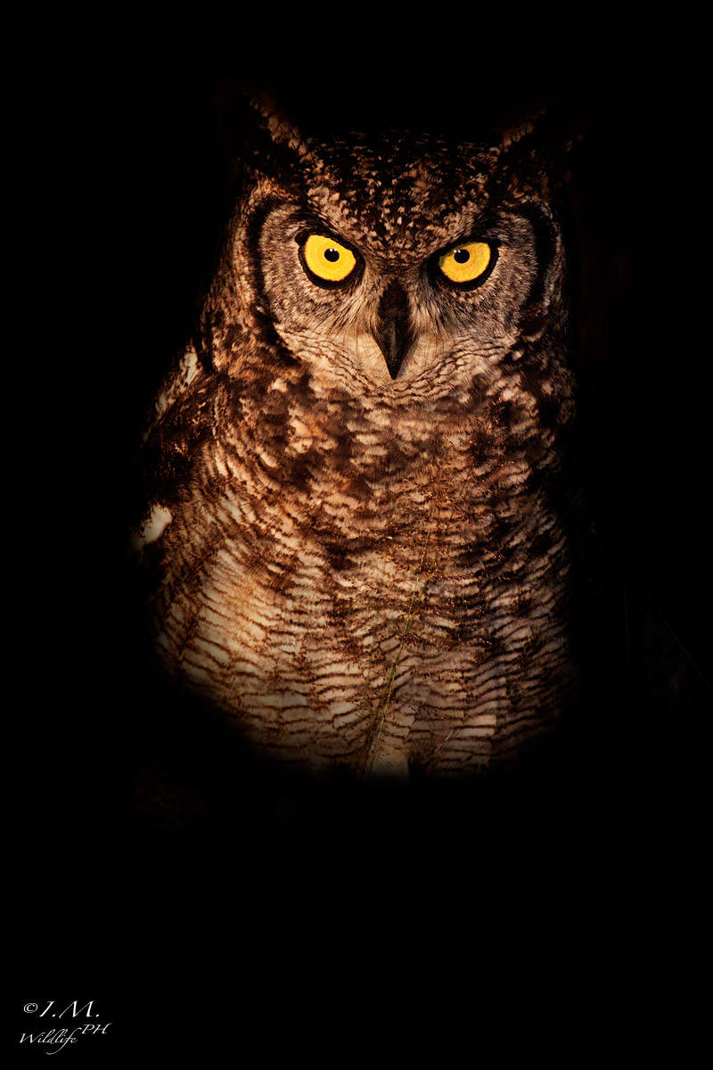 Spotted Eagle Owl