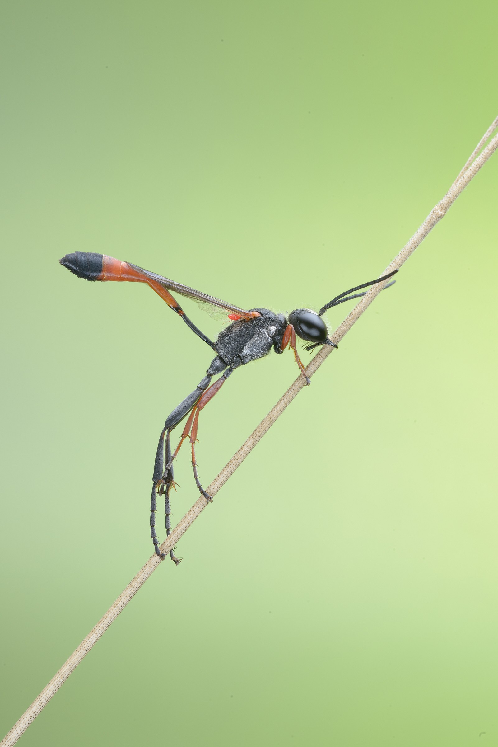 ammophila sabulosa
