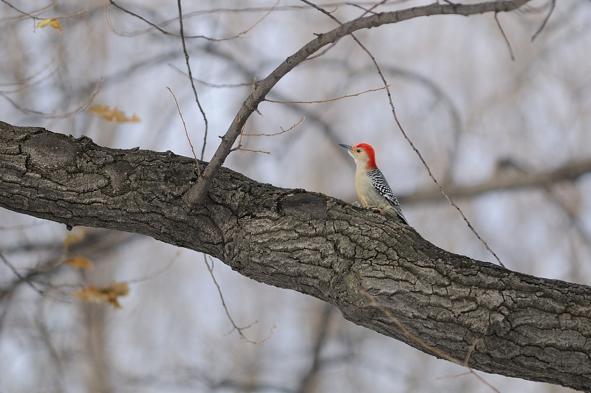 Melanerpes carolinus