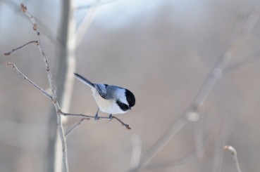 Parus atricapillus