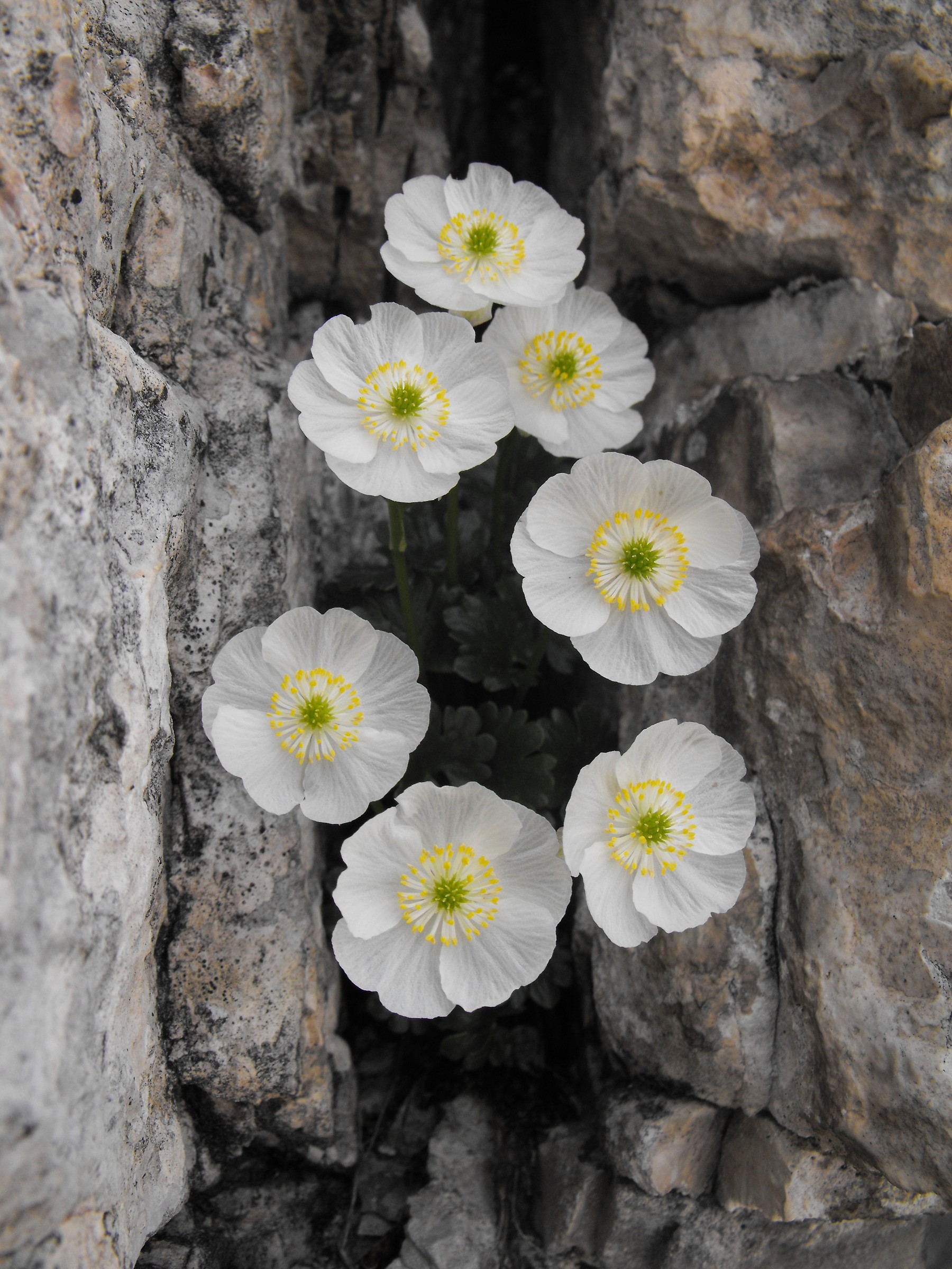 Ranunculus alpestris